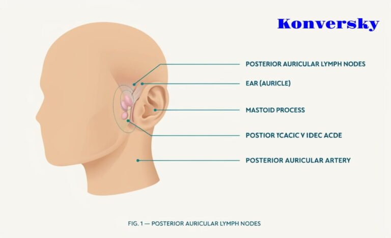 Posterior Auricular Lymph Nodes